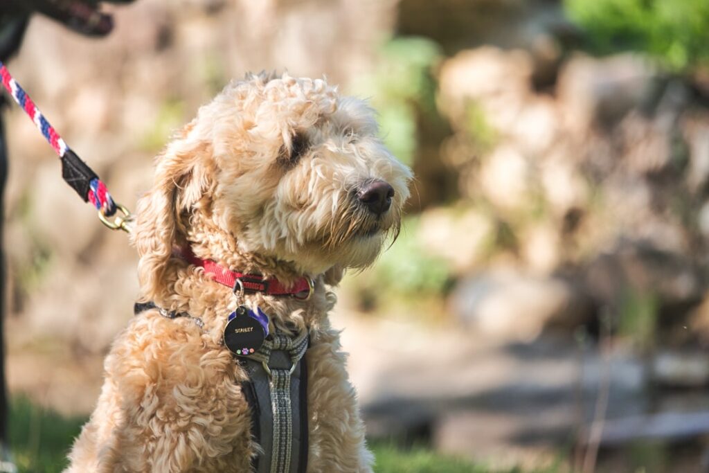 Attentive Doodle Attentive doodle waiting for commands