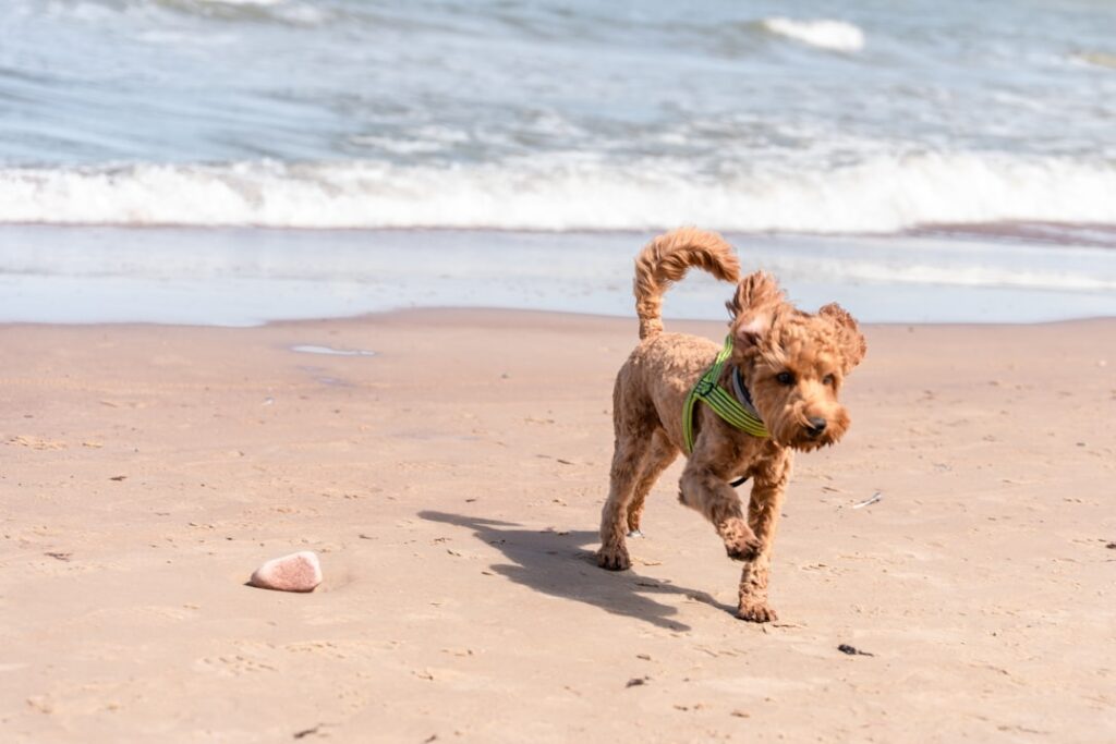 Puppy on Beach Puppy having fun on the beach